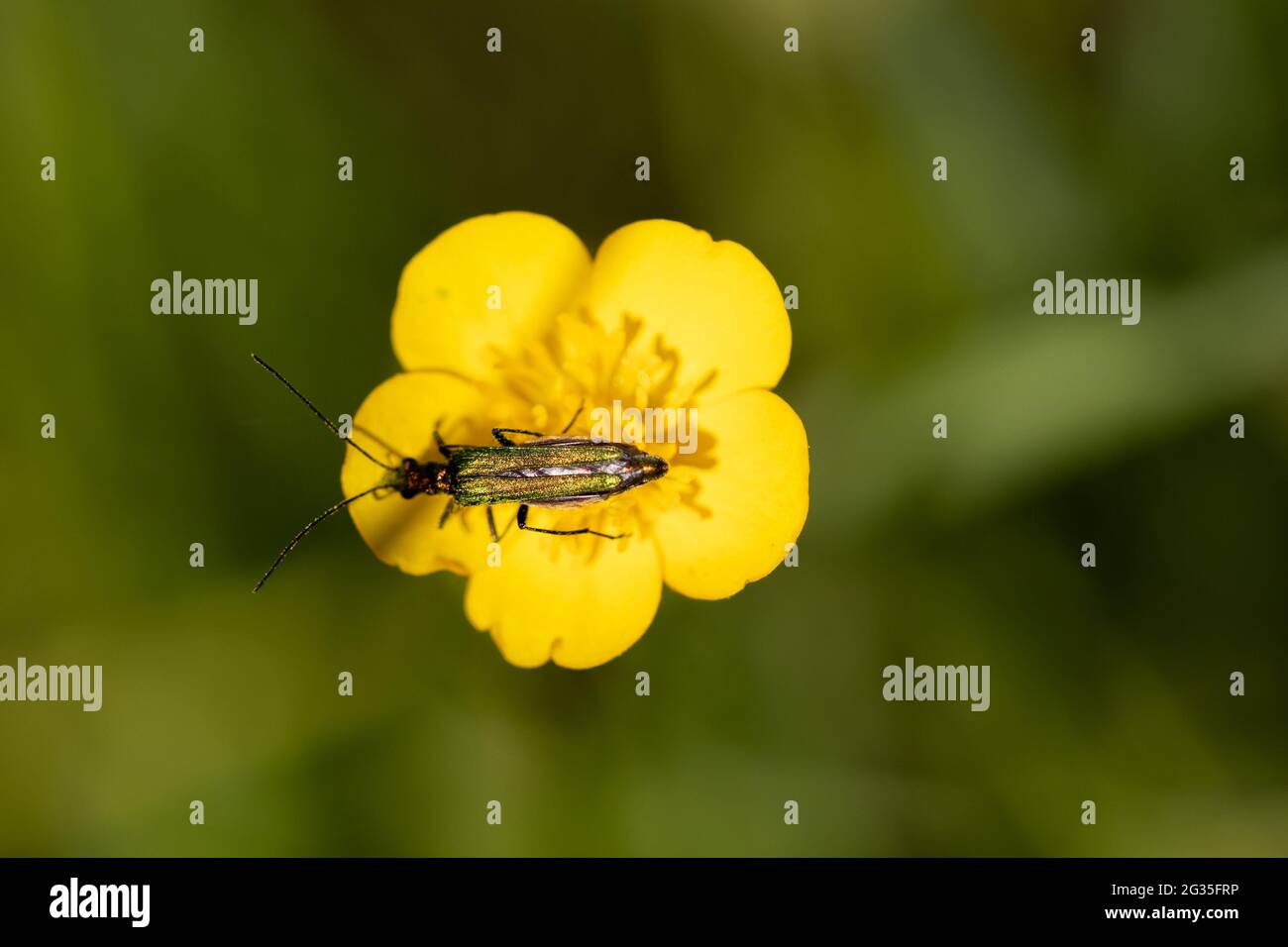 Weiblicher fetter Blütenkäfer (Oedemera nobilis) auf Butterbecher (Ranunculus Repens) Stockfoto