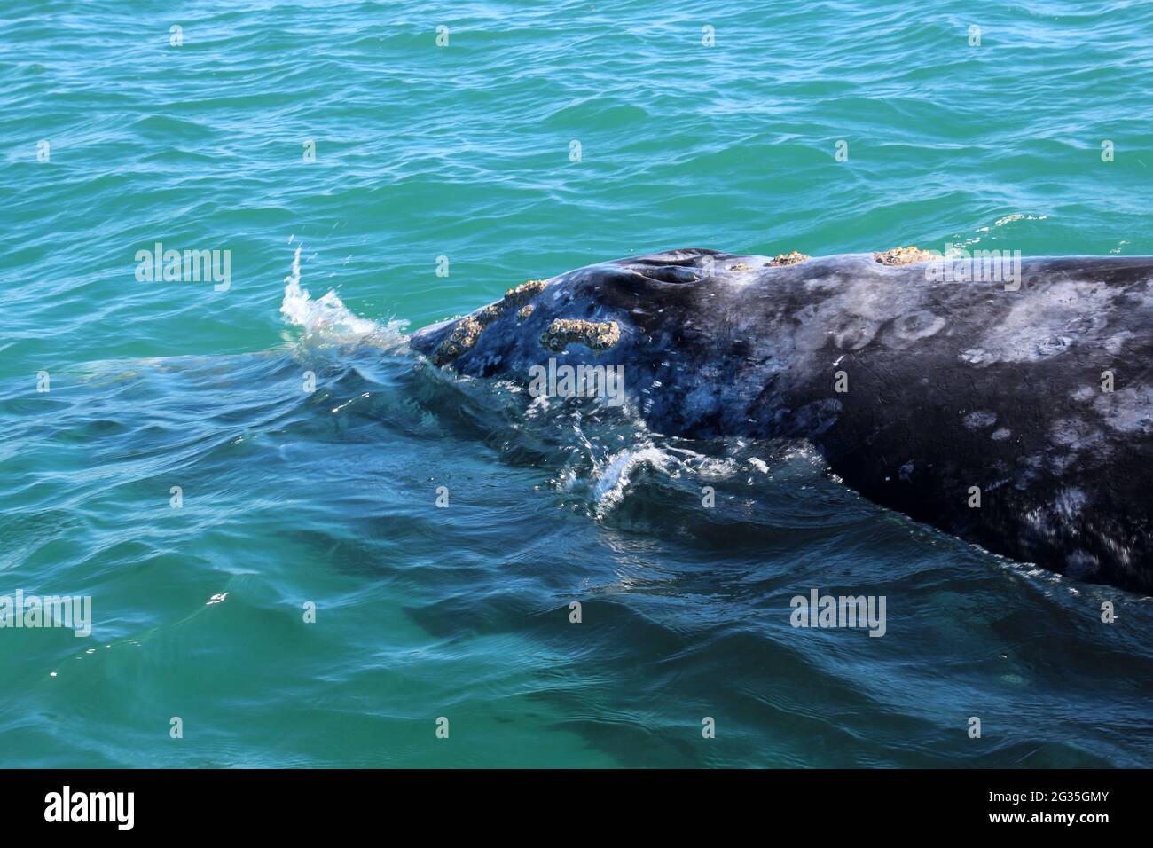 Grauwal bei der Walbeobachtung in Laguna San Ignacio Baja California, Mexiko Stockfoto
