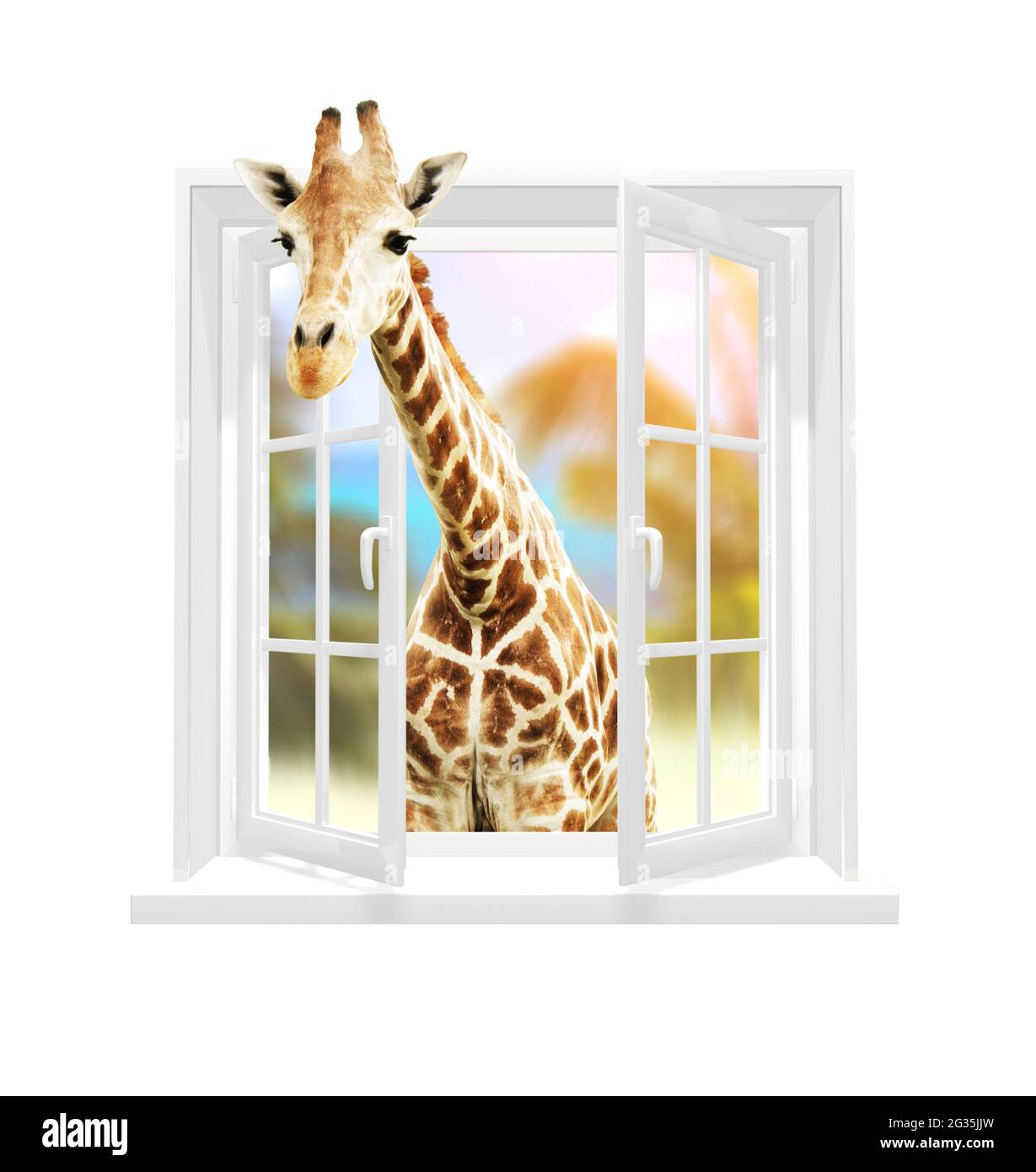 Giraffe schaut durch ein Fenster. Niedliche neugierige Giraffe starren an  das geöffnete Fenster. Isoliert auf weißem Hintergrund. 3d-Rendering  Stockfotografie - Alamy
