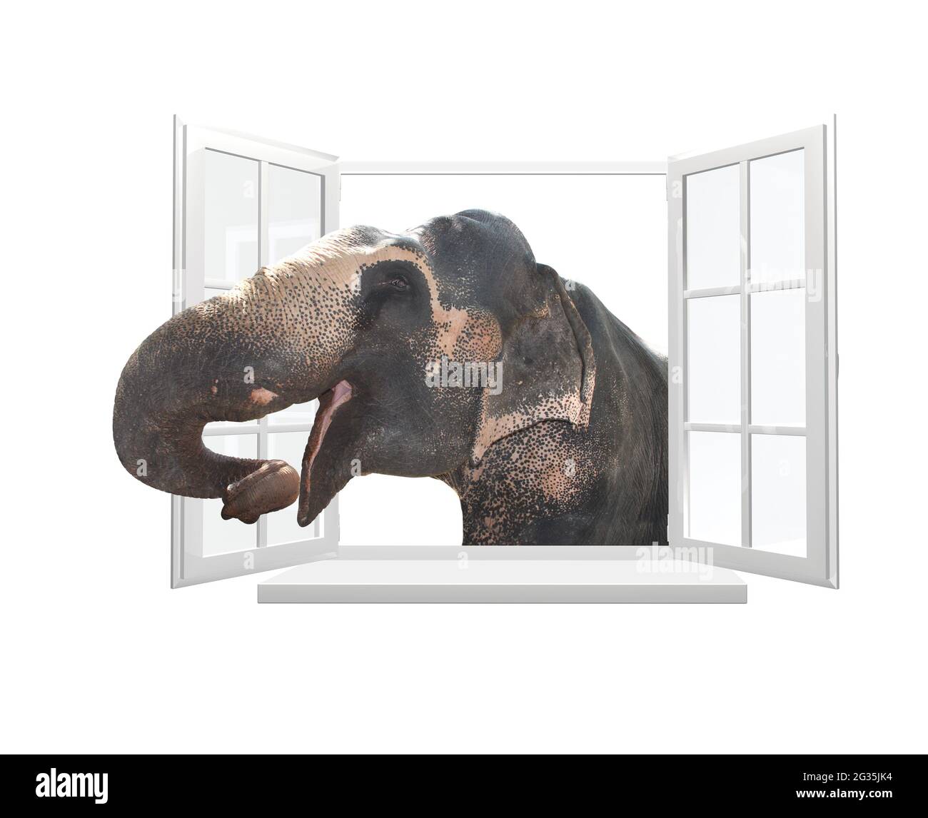 Elefant schaut durch ein Fenster. Niedlicher neugieriger Elefant starrst an das geöffnete Fenster. Isoliert auf weißem Hintergrund. 3d-Rendering Stockfoto