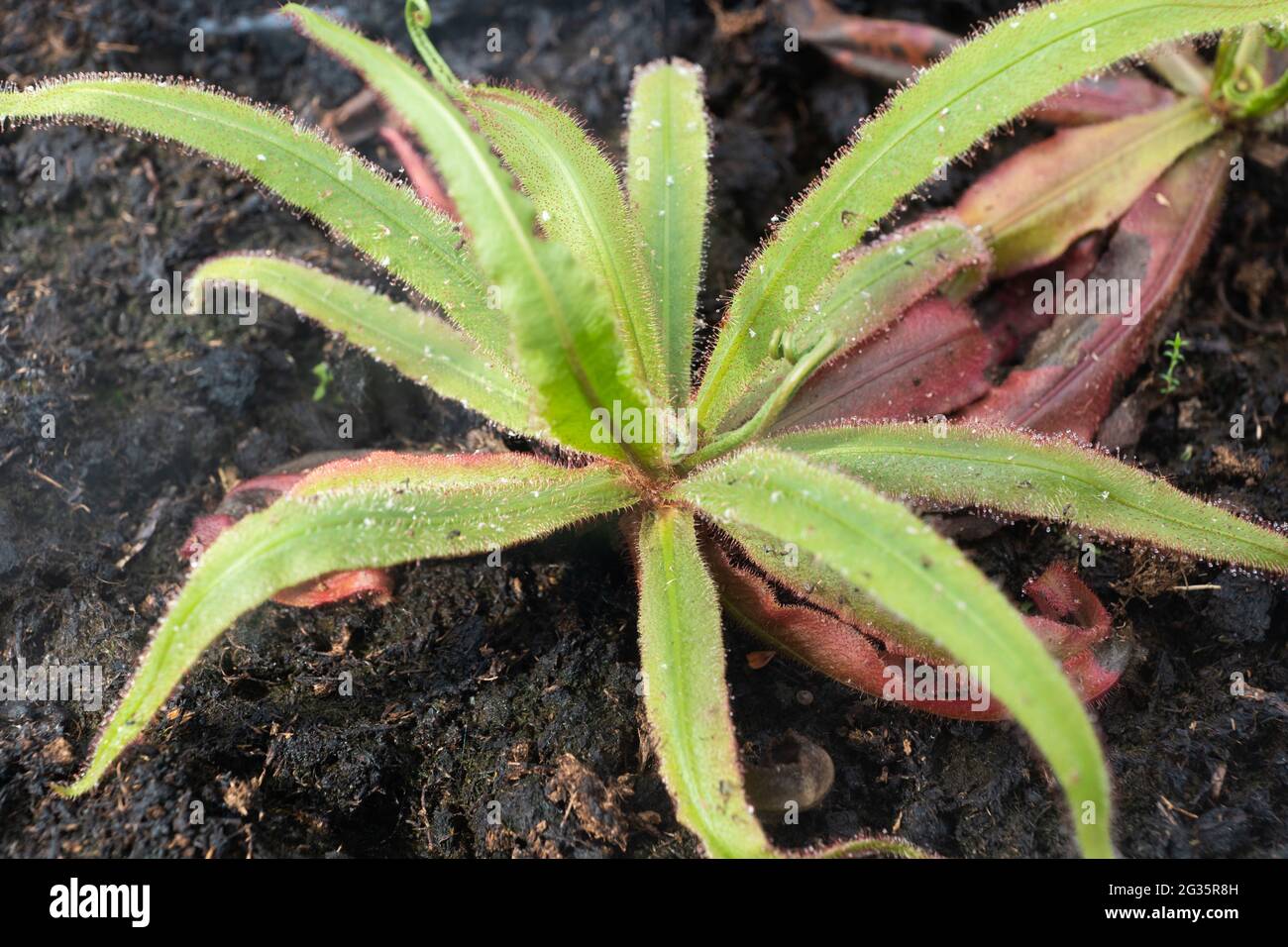 Drosera adelae Lanze-Laub-Sonnentau fleischfressende Pflanze, Familie: Droseraceae Stockfoto
