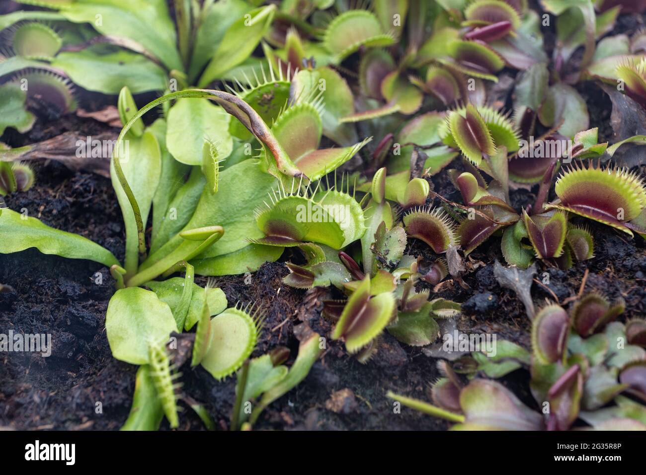 Dionaea muscipula Venusfliegenfalle fleischfressende Pflanze, Familie: Droseraceae, Region: Ostküste der Vereinigten Staaten (North Carolina, South Carolina). Stockfoto