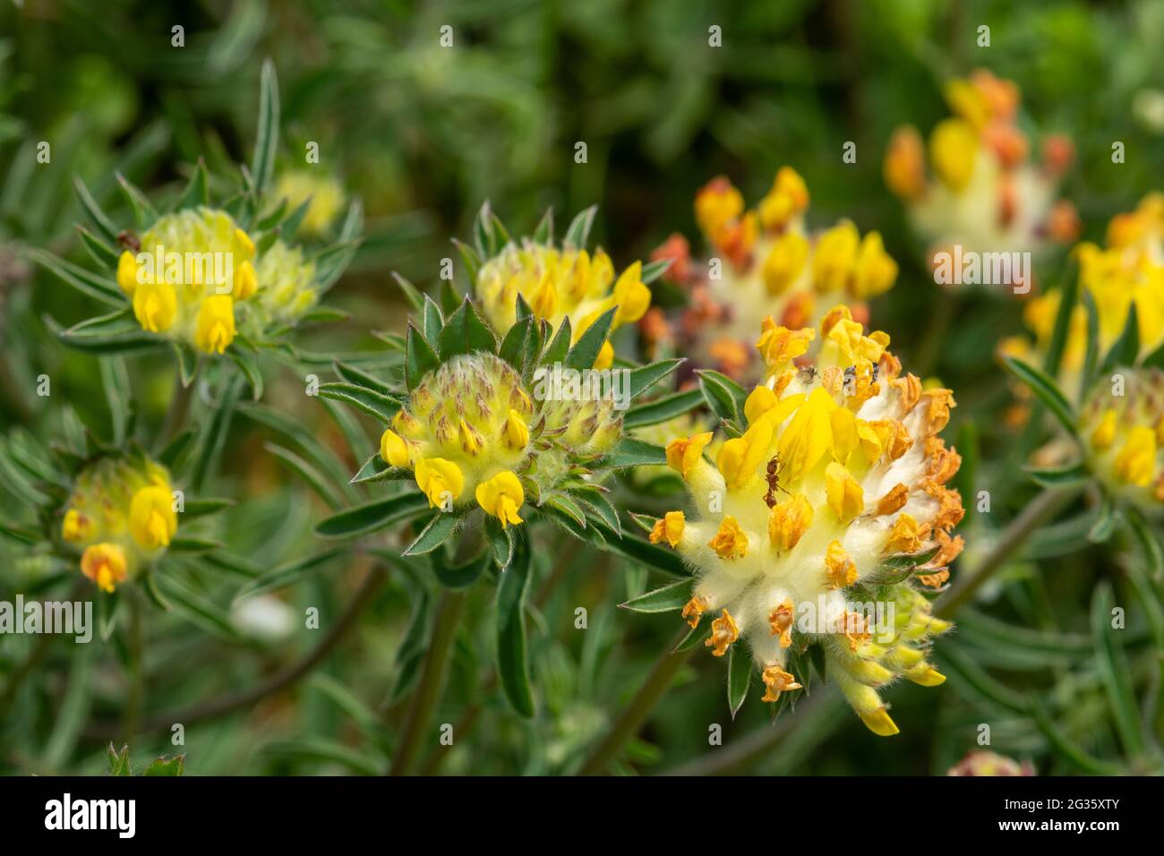 Kidney Vetch (Anthyllis Vulneraria), gelbe Wildblumen auf Kreide im Unterland, Surrey, Großbritannien Stockfoto