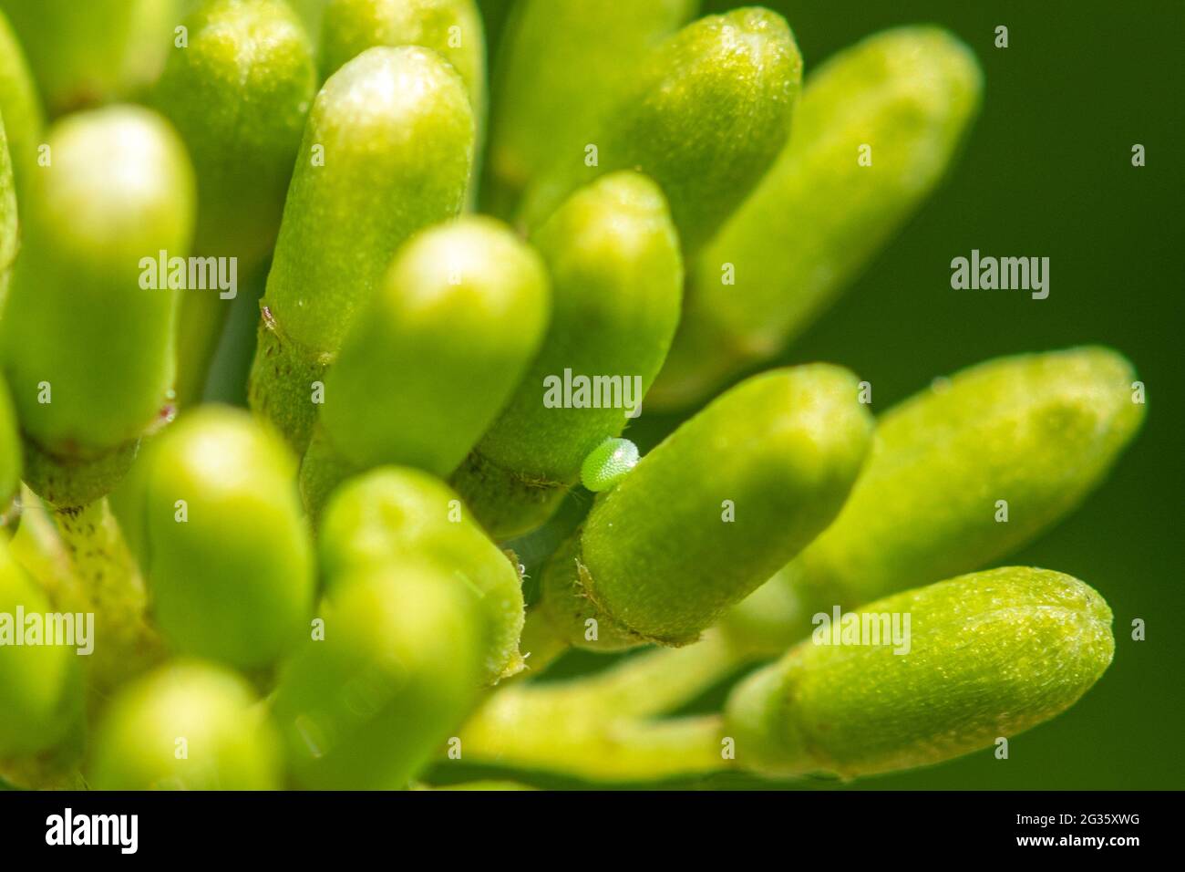 Grüne Haarsträhne Schmetterlingsei oder Eizelle (Callophrys rubi), die auf Blütenknospen von gewöhnlicher Dogwood gelegt werden, Großbritannien Stockfoto
