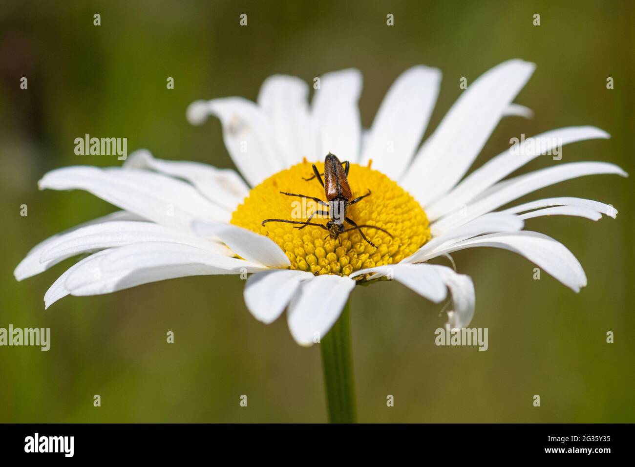 Blütenlanghornkäfer (Stenurella melanura) auf einer Auerblütler-Gänseblümchen (Leucanthemum vulgare), Großbritannien. Käfer und andere Insekten sind wichtige Bestäuber Stockfoto