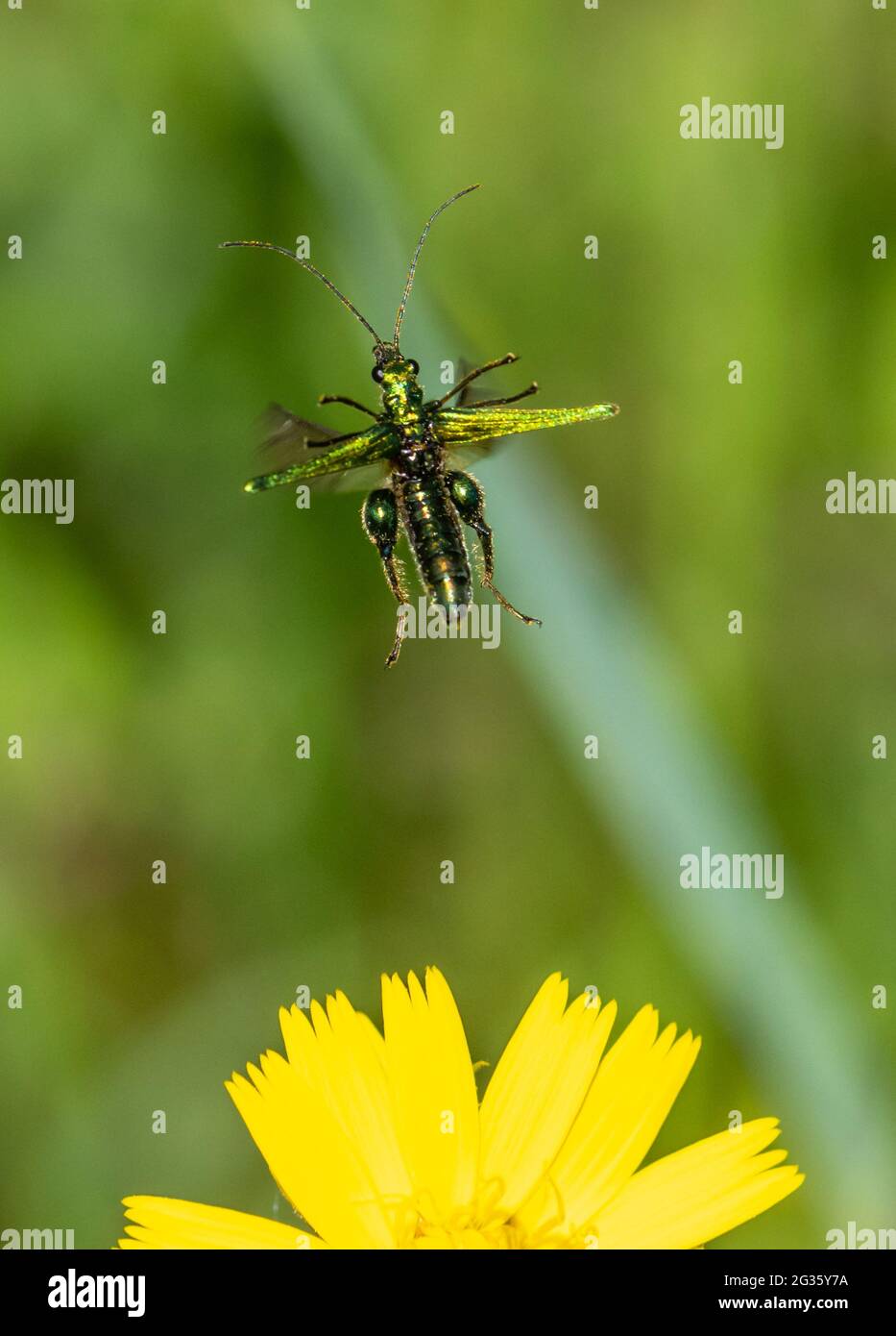 Dickbeiner Blumenkäfer (Oedemera nobilis) im Flug, metallischer grüner Käfer, der am sonnigen Junitag von der Wildblume abfliegt, Großbritannien Stockfoto