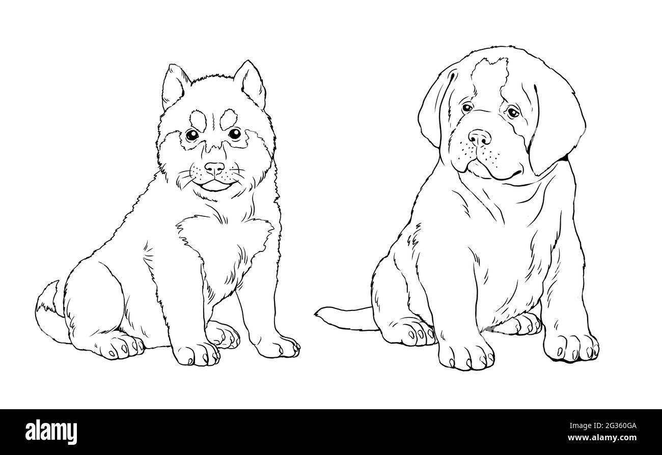Saint Bernard und Siberian Husky Welpe. Niedliche Hunde Welpen. Farbvorlage. Digitale Illustration. Stockfoto