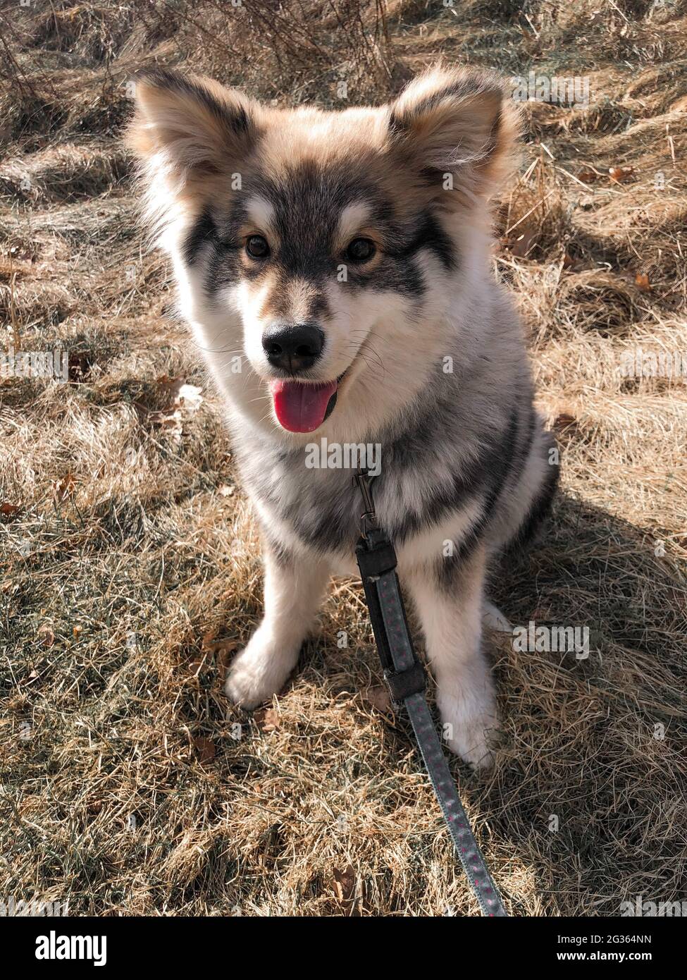 Porträt eines jungen finnischen Lapphundhundes im Gras Stockfoto