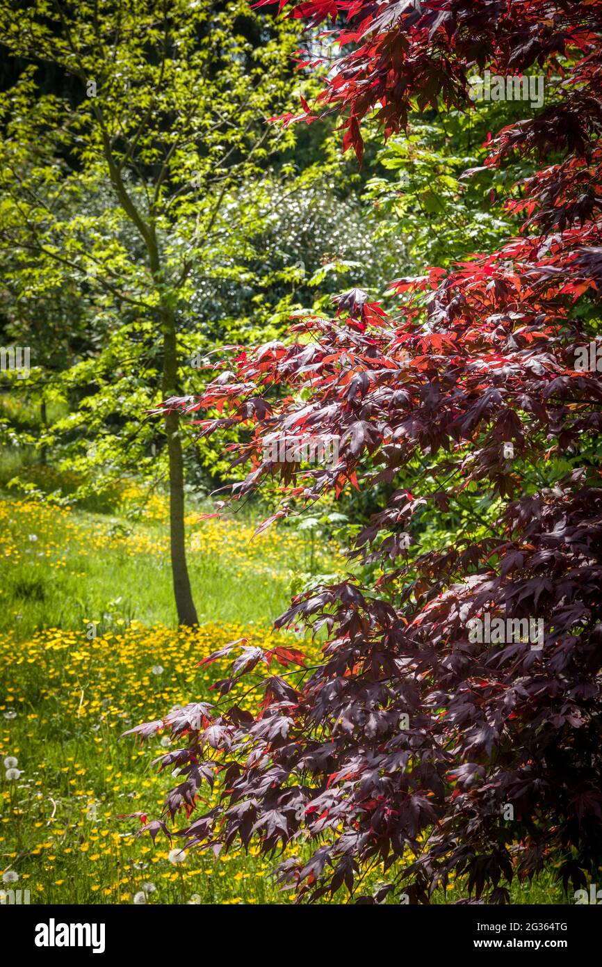 Linda Vista Gardens. Stockfoto