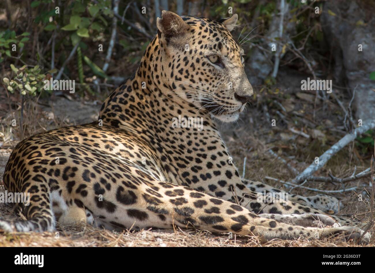 Nahaufnahme eines Leoparden; Nahaufnahme eines Leoparden; Leopardenbild; Seitenprofil eines Leoparden; männlicher Leopard; junger Leopard; Leopardenkörper; Leopardenflecken; leopard Stockfoto