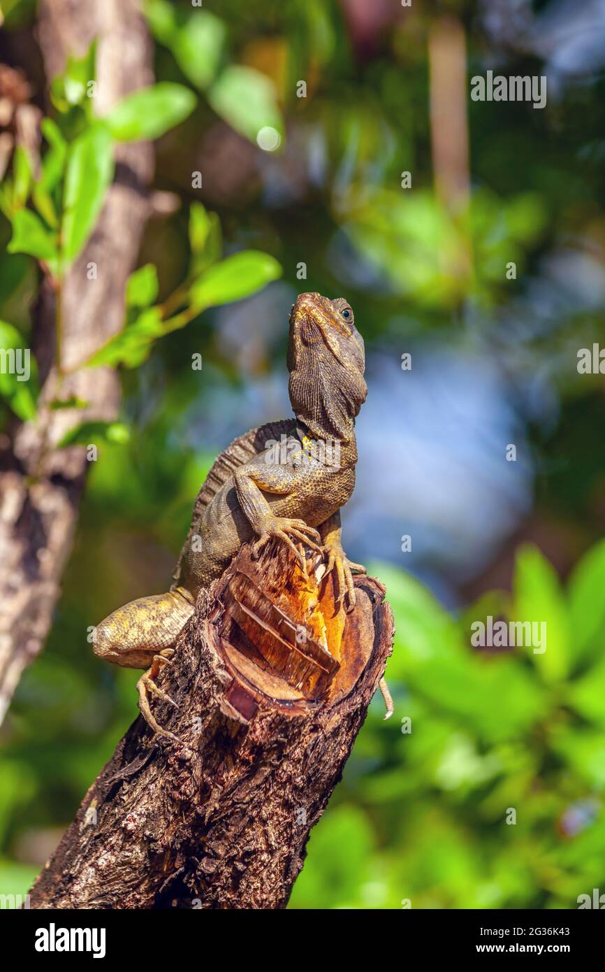Monkey Lala, Bailiscus vittatus eine Eidechse auf der Insel roatan Stockfoto