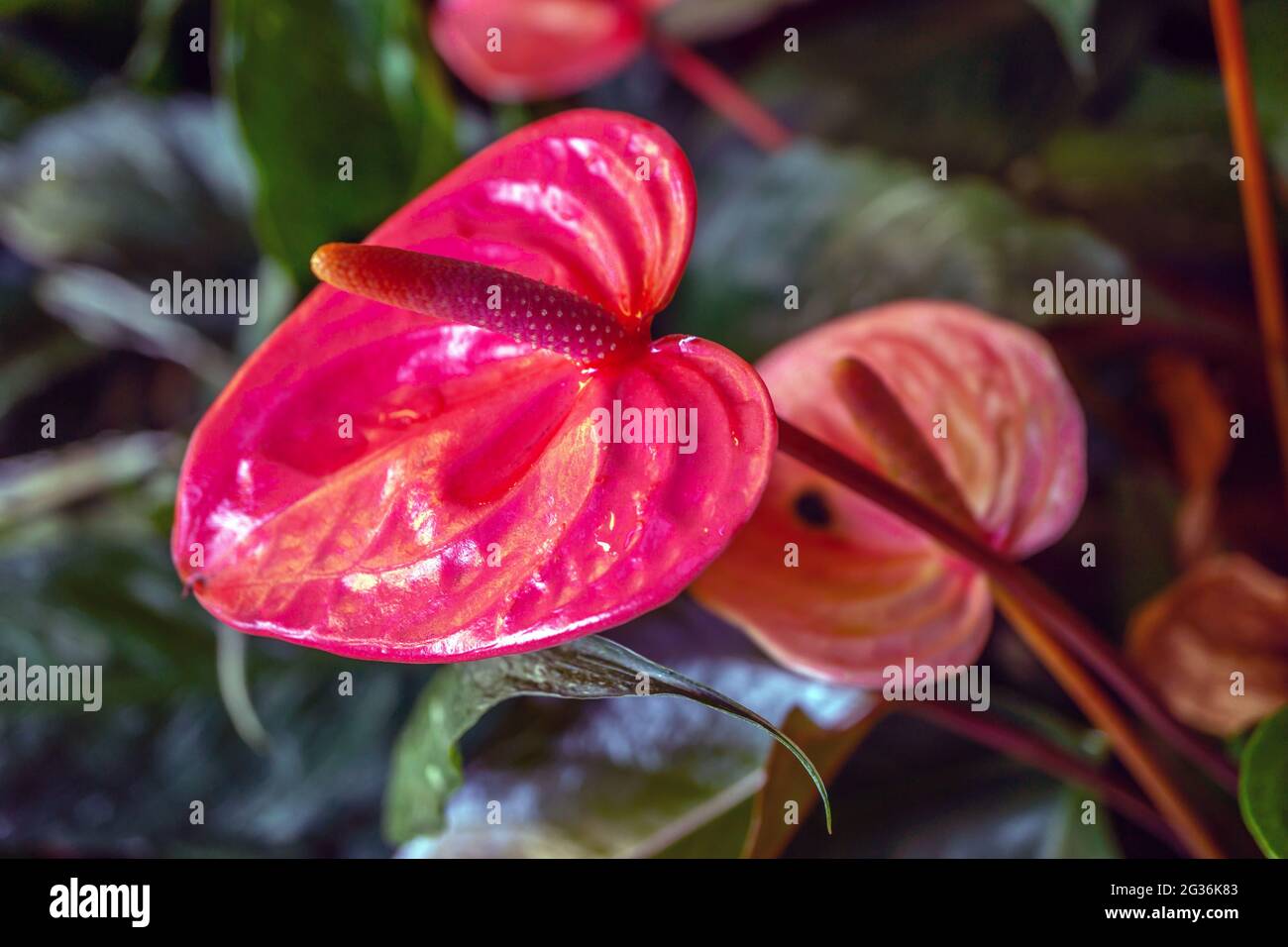 Anthurium, die größte Gattung der Arum-Familie, Araceae. Allgemeine gebräuchliche Namen sind Anthurium, Rückenblume, Flamingo-Blume und Laceleaf Stockfoto