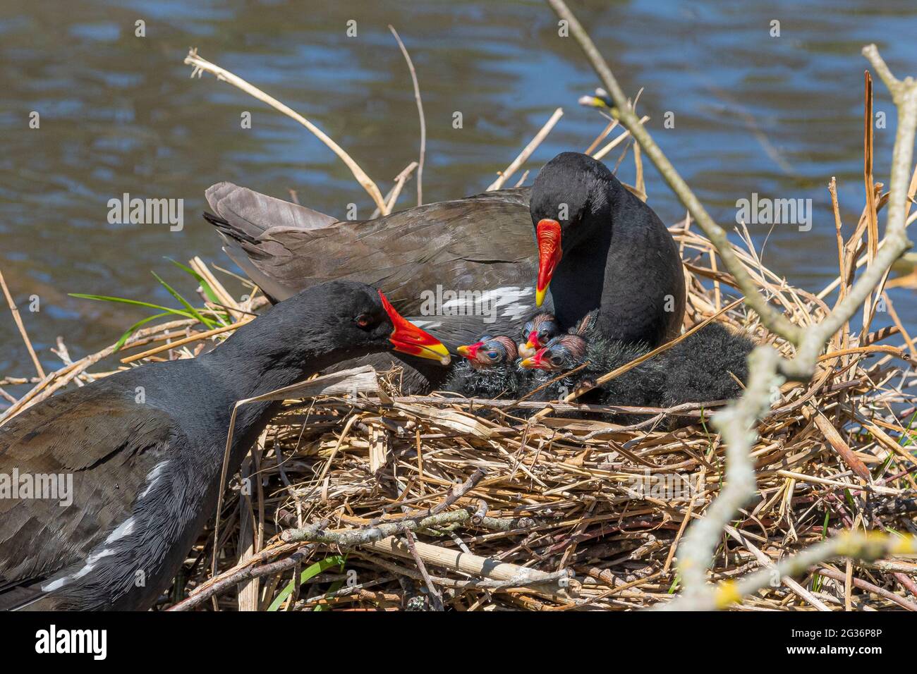 Gewöhnliche Gallinule Moorhens und ihre Küken auf einem Nest in einem See. Stockfoto