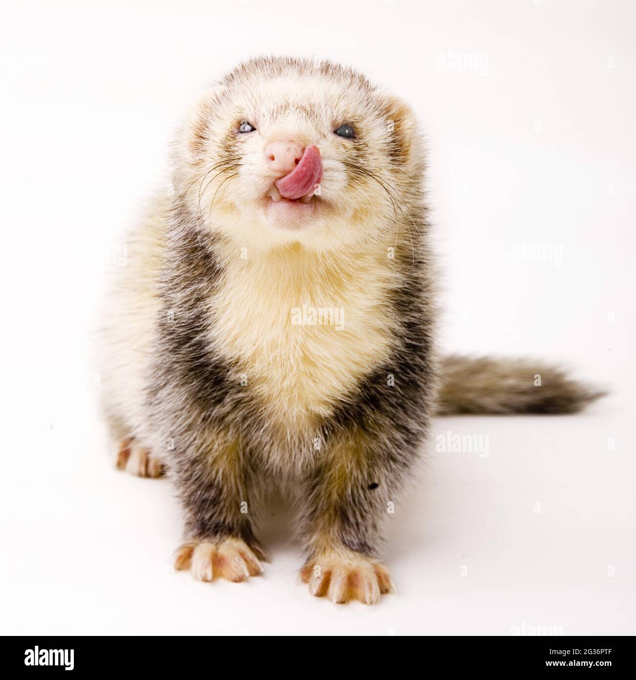 Polecat, Frettchen (Mustela putorius f. Furo, Mustela putorius furo), leckt über seiner Schnauze, Ausschnitt Stockfoto