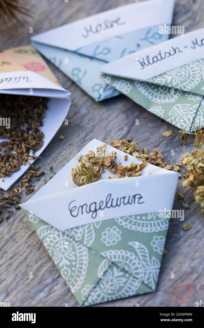 Garden Angelica (Angelica archangelica), Label handgefertigte Samen Beutel sich Stockfoto