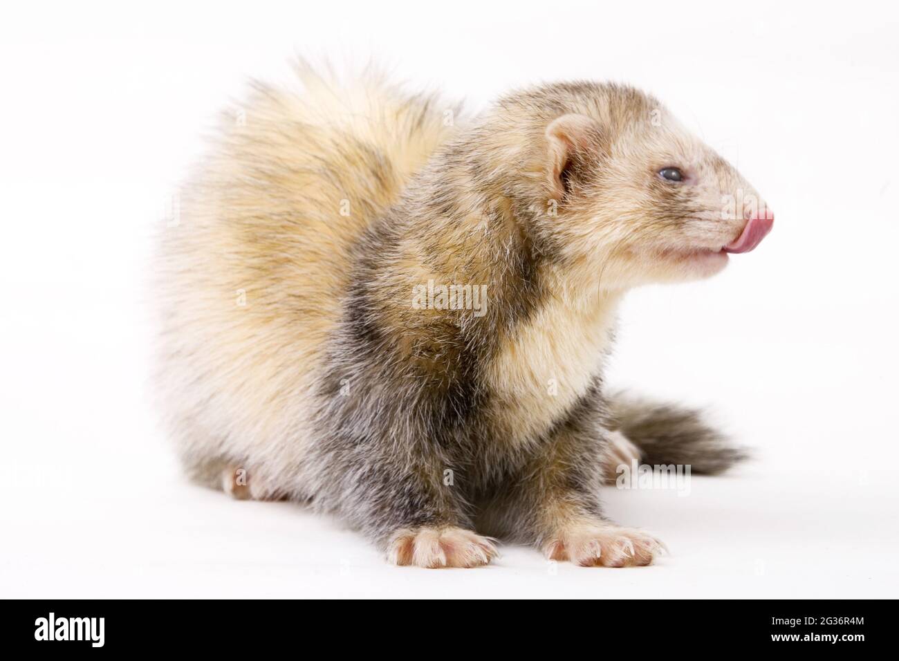 Polecat, Frettchen (Mustela putorius f. Furo, Mustela putorius furo), leckt über seiner Schnauze, Ausschnitt Stockfoto