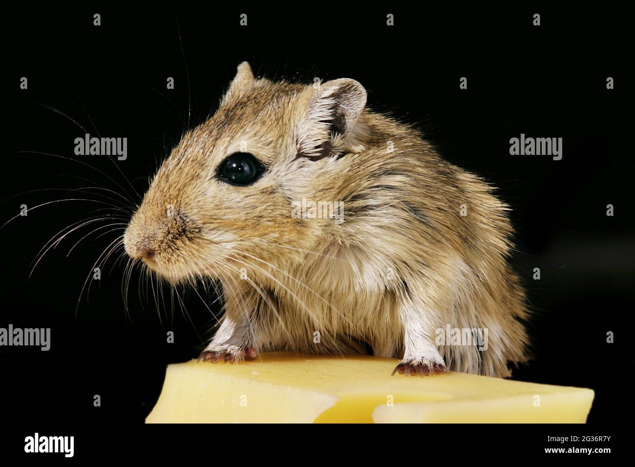 Mongolische Gerbil, Krallenjirde (Meriones unguiculatus), an einem Stück Käse Stockfoto