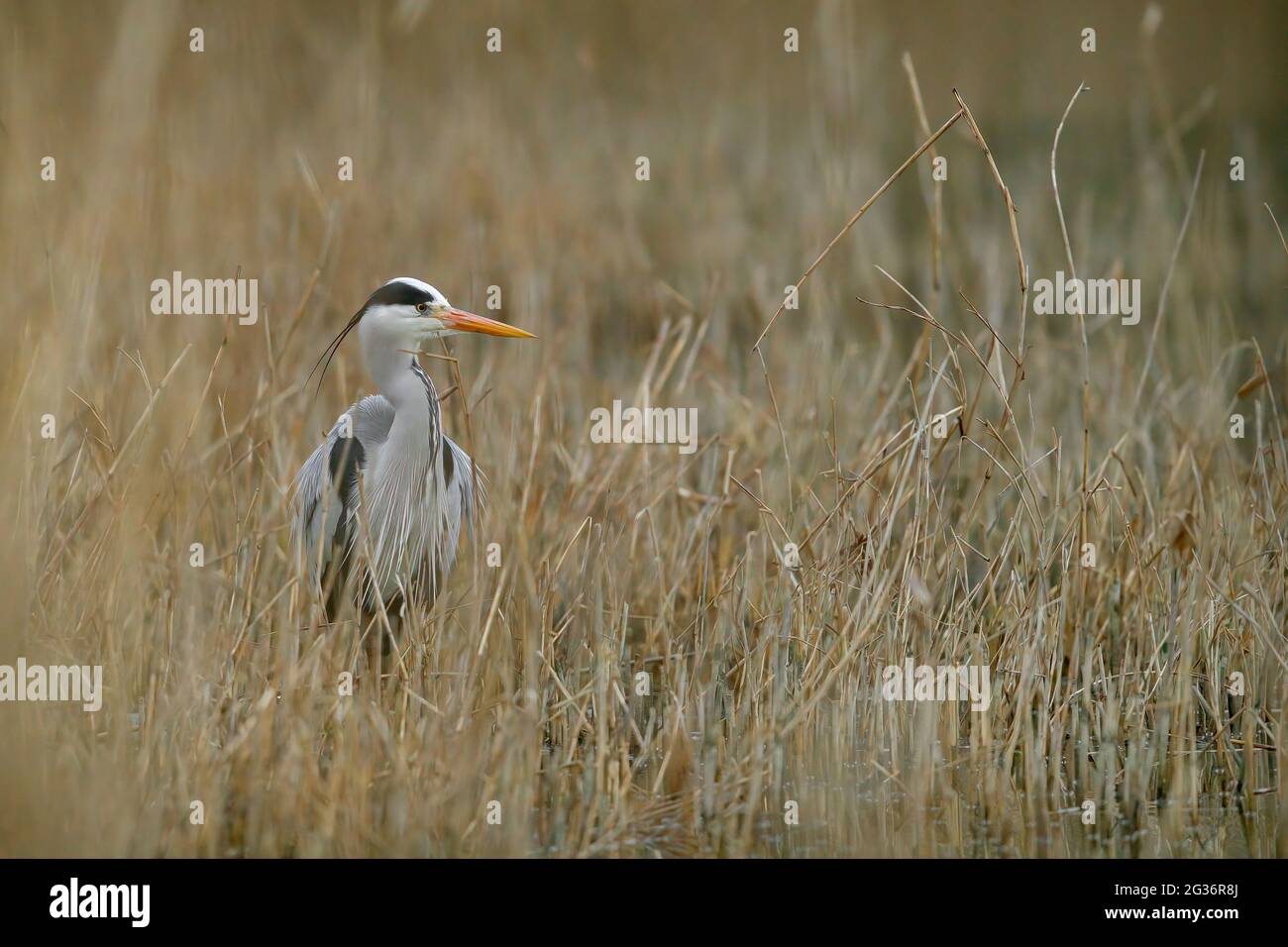 Graureiher (Ardea cinerea), Stand in Schilfzone, Deutschland, Nordrhein-Westfalen, Uemminger See Stockfoto