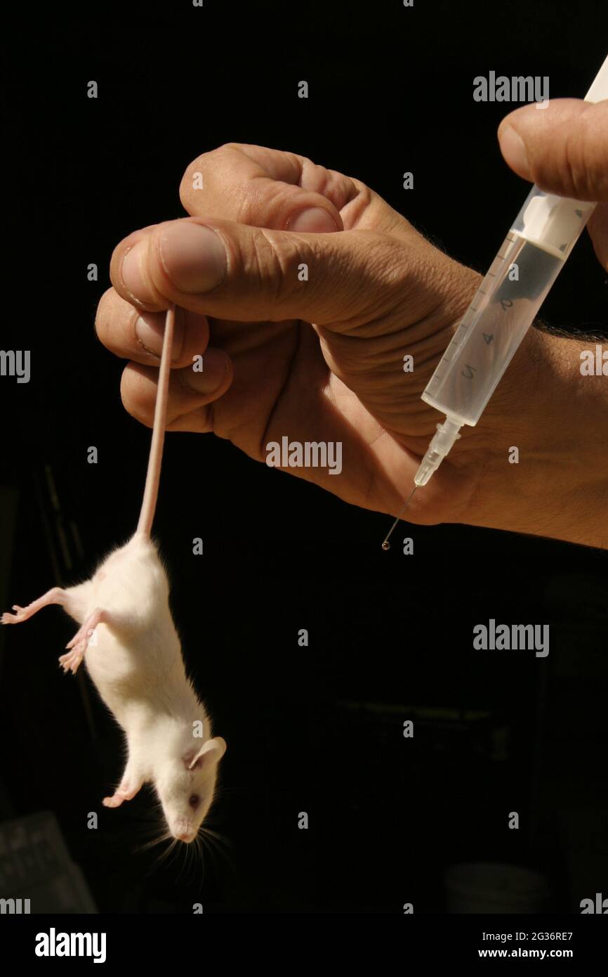 Maus Experiment Fotos Und Bildmaterial In Hoher Aufl sung Alamy maus-experiment-fotos-und-bildmaterial-in-hoher-aufl-sung-alamy