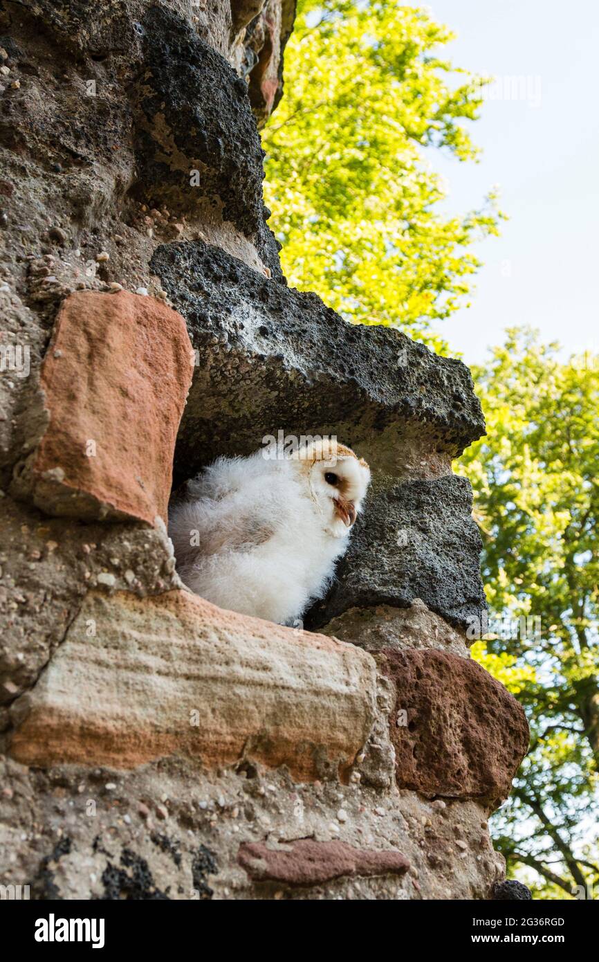 Stalleule (Tyto alba), Jungtier sitzt auf einer Projektion auf einer Wand, Deutschland, Rheinland-Pfalz Stockfoto
