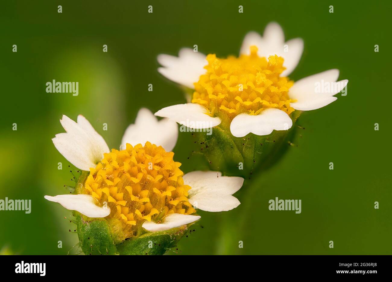 Zotteliger Soldat, Hairy galinsoga (Galinsoga ciliata, Galinsoga quadriradiata), zwei Blütenköpfe, Deutschland, Bayern Stockfoto