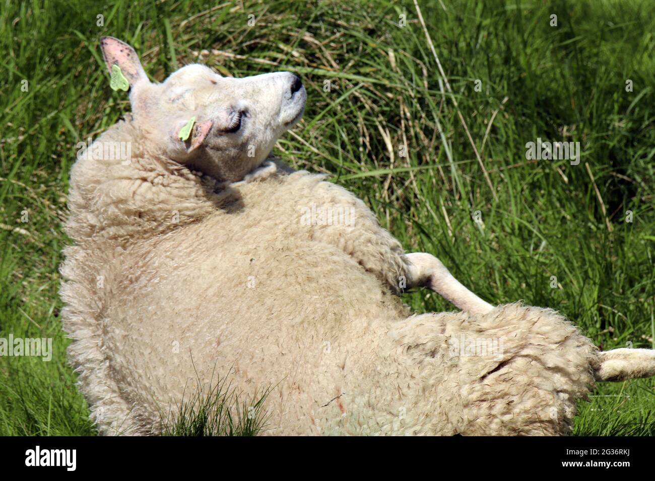 Hausschafe (Ovis ammon f. widder), Schafe mit Ohrmarken liegen ungünstig auf einem Hang und können nicht mehr aufstehen, Deutschland Stockfoto