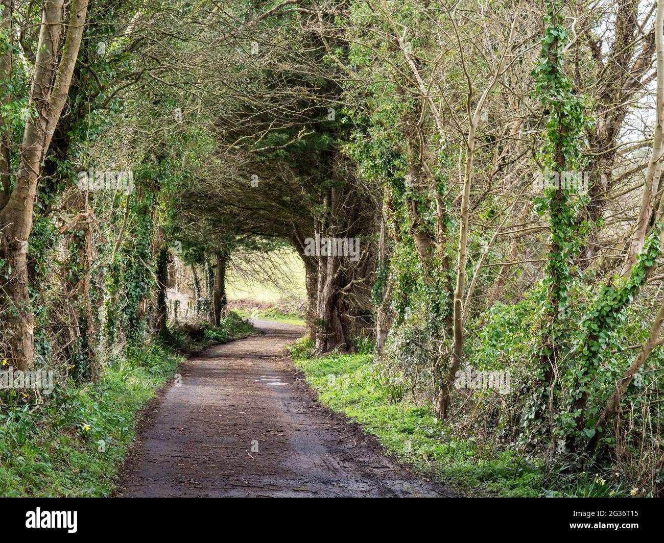 Schlammiger Weg im Frühjahr, Großbritannien ohne Menschen. Stockfoto