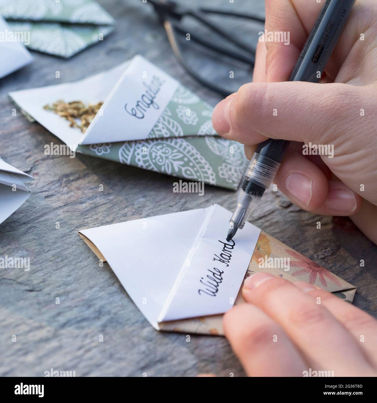 Wild Teel, Fuller's Teel, Common Teasel, Common Teasel (Dipsacus fullonum, Dipsacus sylvestris), Label handgefertigten Samen Beutel selbst Stockfoto