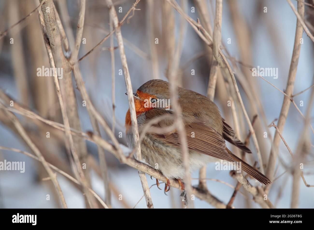 Europäischer Rotkehlchen (Erithacus rubecula), sitzt in der Wintersonne und wärmt sich auf, Deutschland, Nordrhein-Westfalen Stockfoto