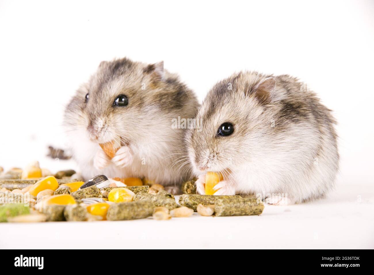 Kleine Wüstenhamster, Zwerghamster (Phodopus spec.), Samen füttern Stockfoto