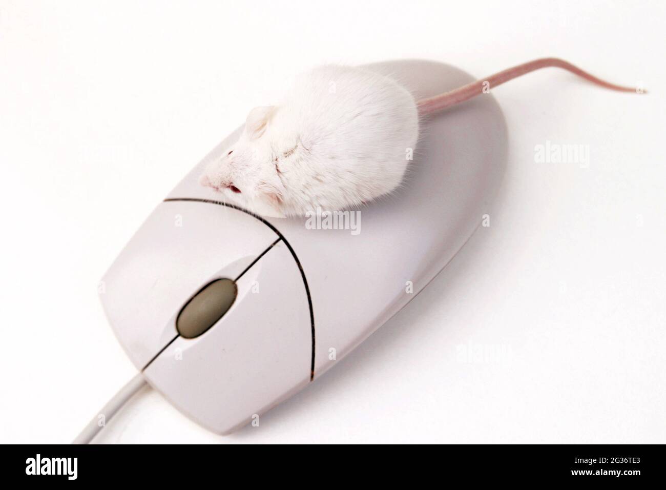 Ausgefallene Maus (Mus musculus), Albino-Maus und Computermaus Stockfoto