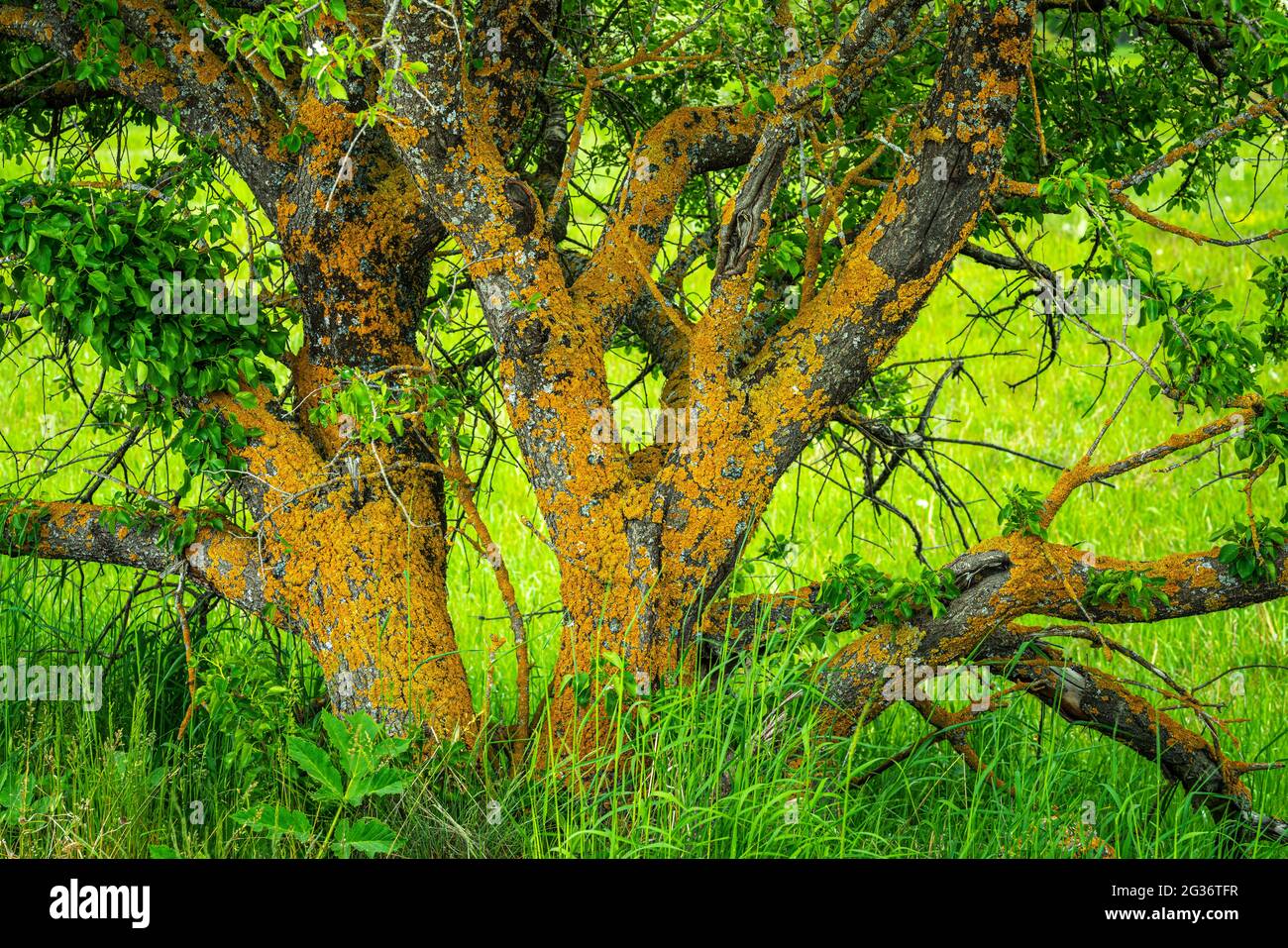 Wilder Apfelbaum mit gelben Flechten bedeckt. Abruzzen, Italien, Europa Stockfoto