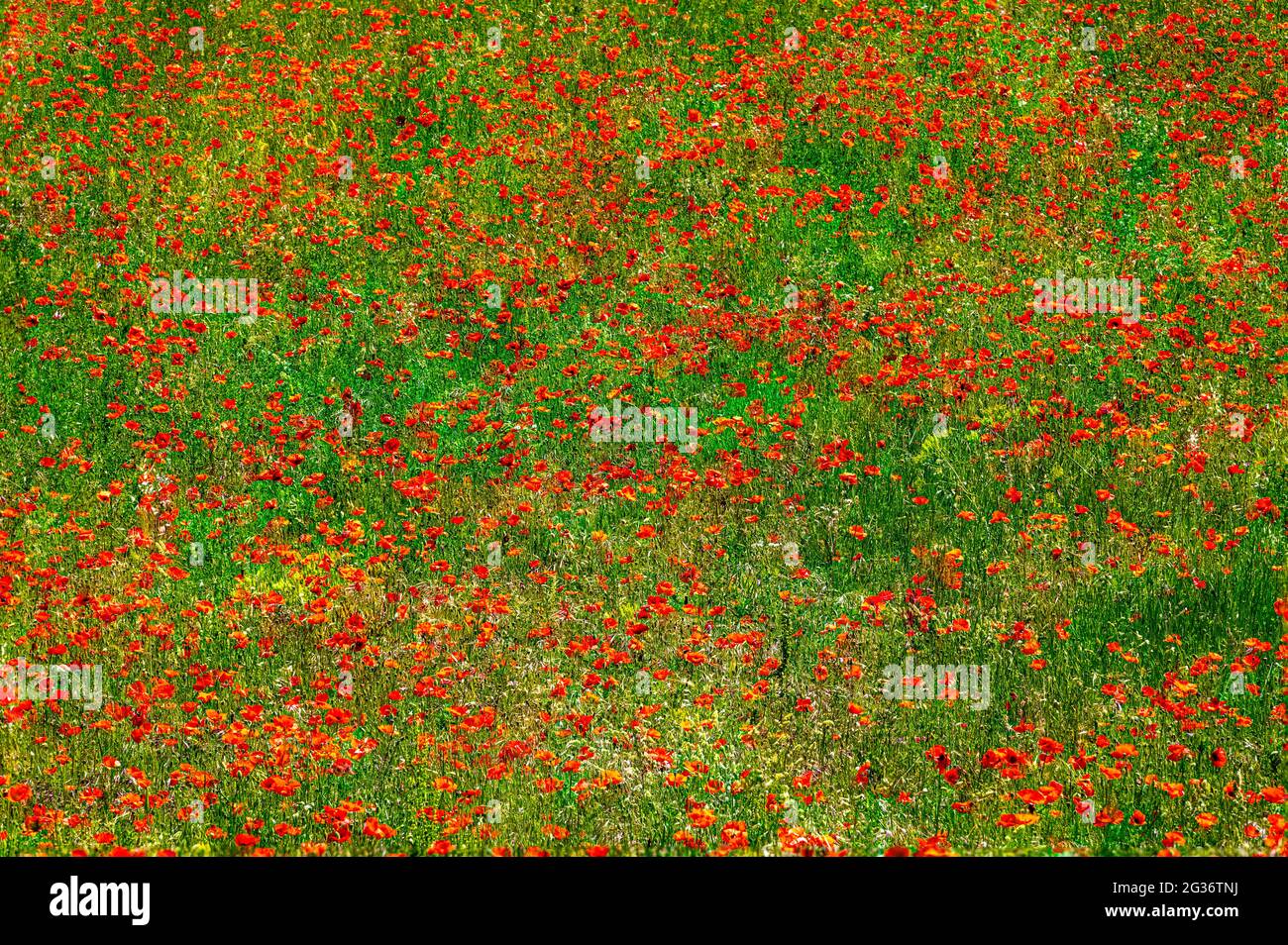 Wiese mit blühenden Mohnblumen. Rote Flecken auf grünem Hintergrund. Abruzzen, Italien, Europa Stockfoto