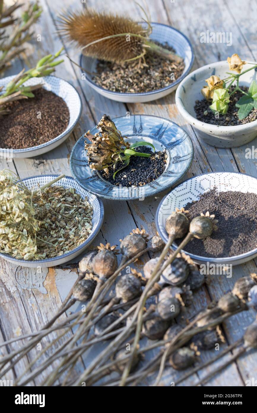 Sammelte Wildkräutersamen Stockfoto