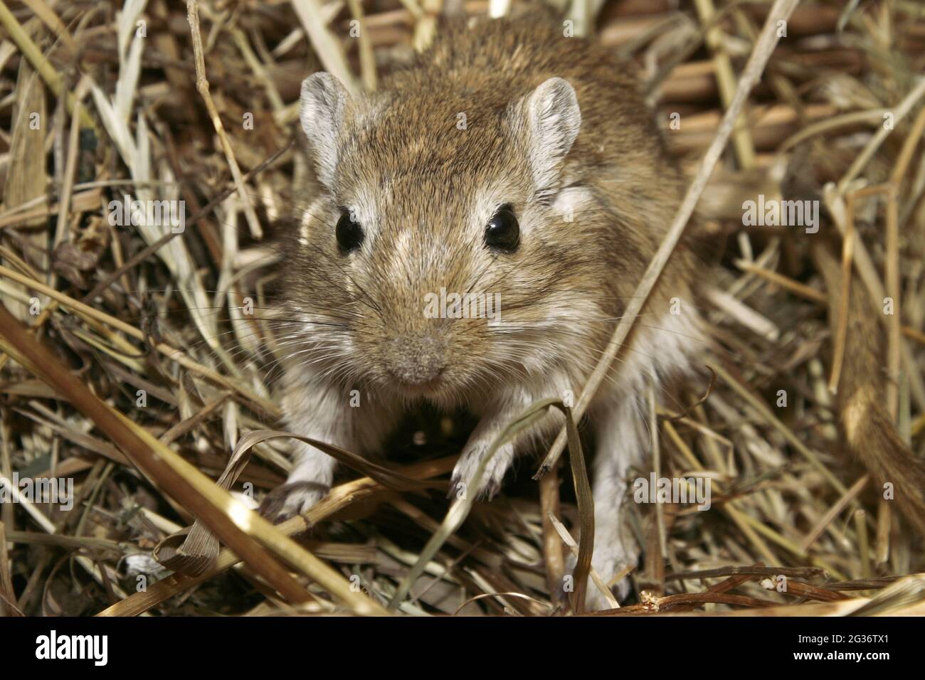 Mongolische Gerbil, Krallenjirde (Meriones unguiculatus), sitzt auf Heu Stockfoto