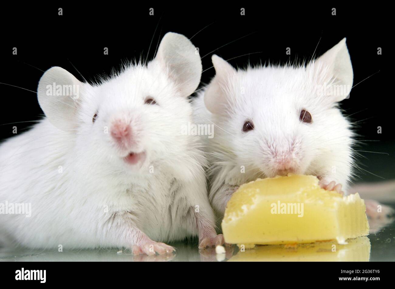 Fancy Rat, Braune Ratte (Rattus norvegicus domesticus, Rattus ...
