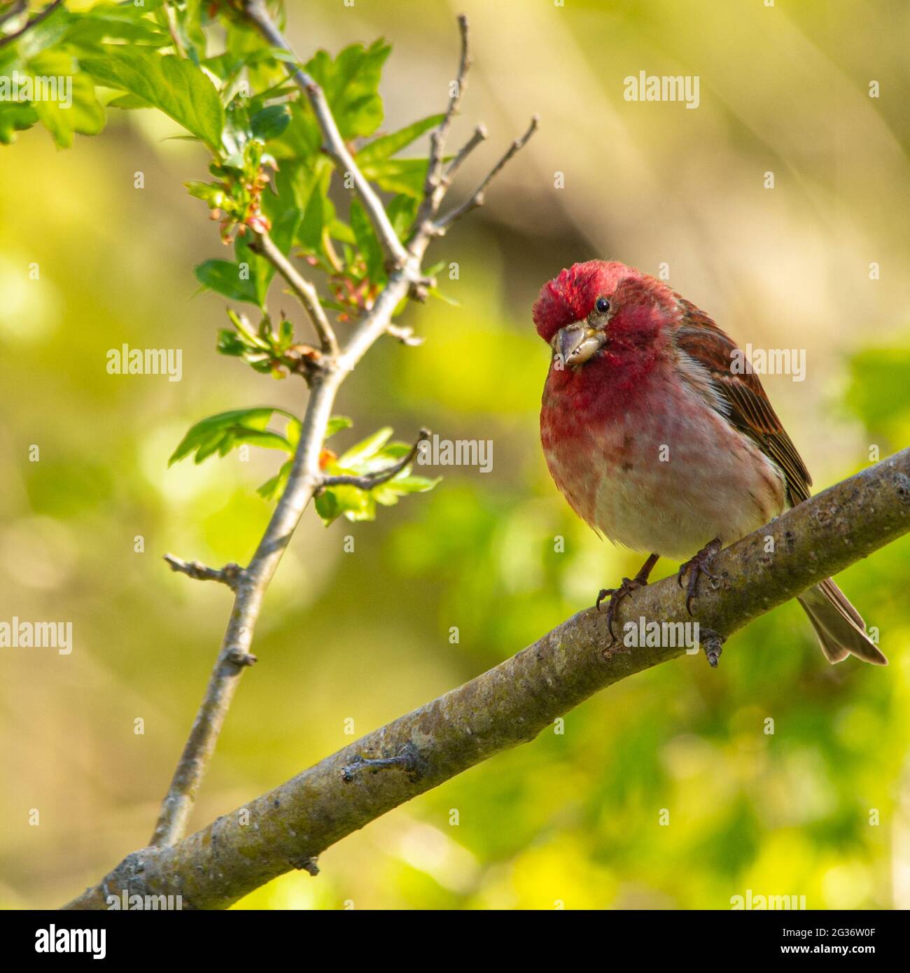 Purpurfink (erwachsenes Männchen) am Ast eines Baumes an einem sonnigen Frühlingstag. Stockfoto