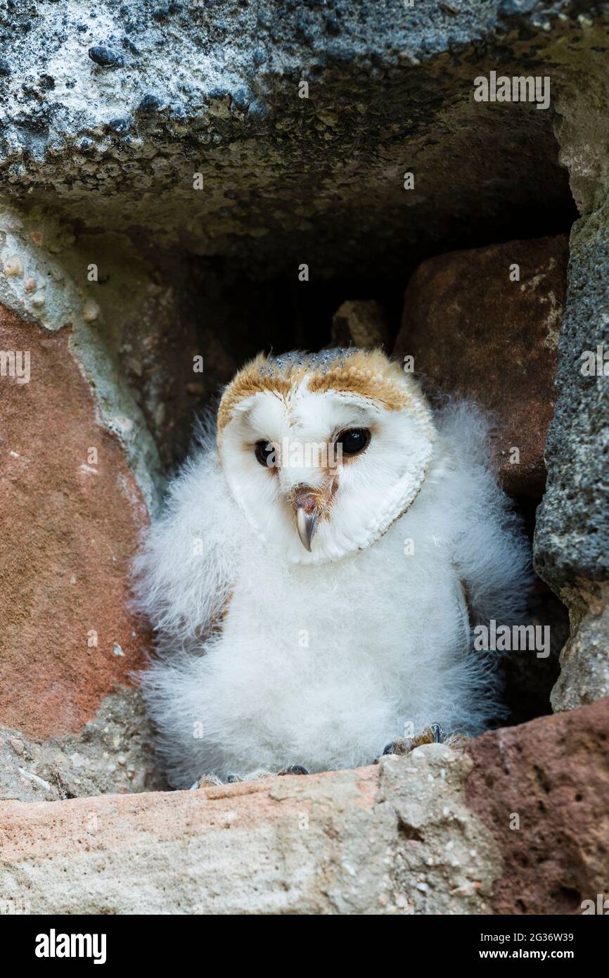 Stalleule (Tyto alba), Jungtier sitzt auf einer Projektion auf einer Wand, Deutschland, Rheinland-Pfalz Stockfoto
