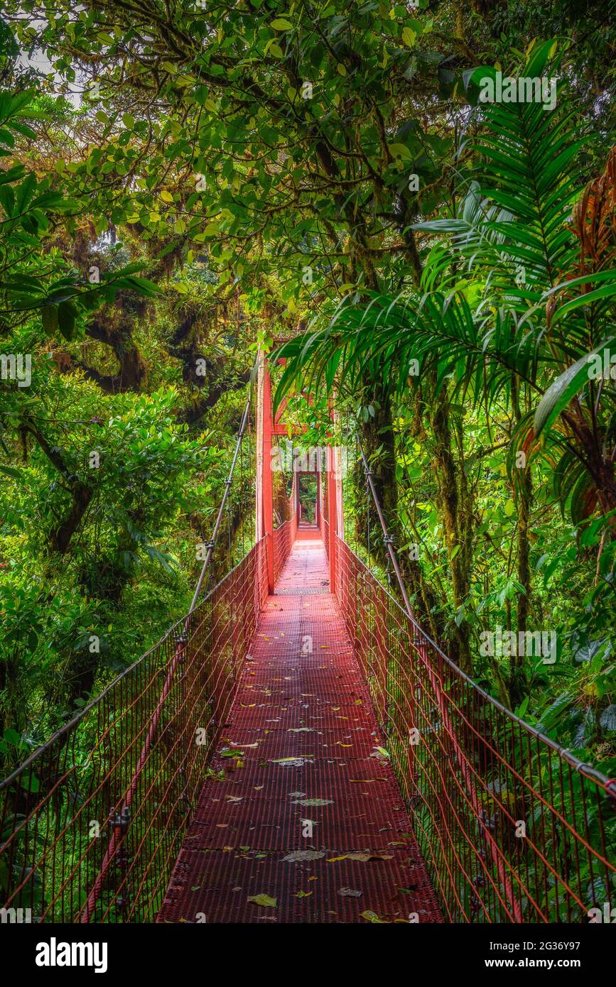 Rote Hängebrücke in Monteverde Cloud Forest, Costa Rica Stockfoto