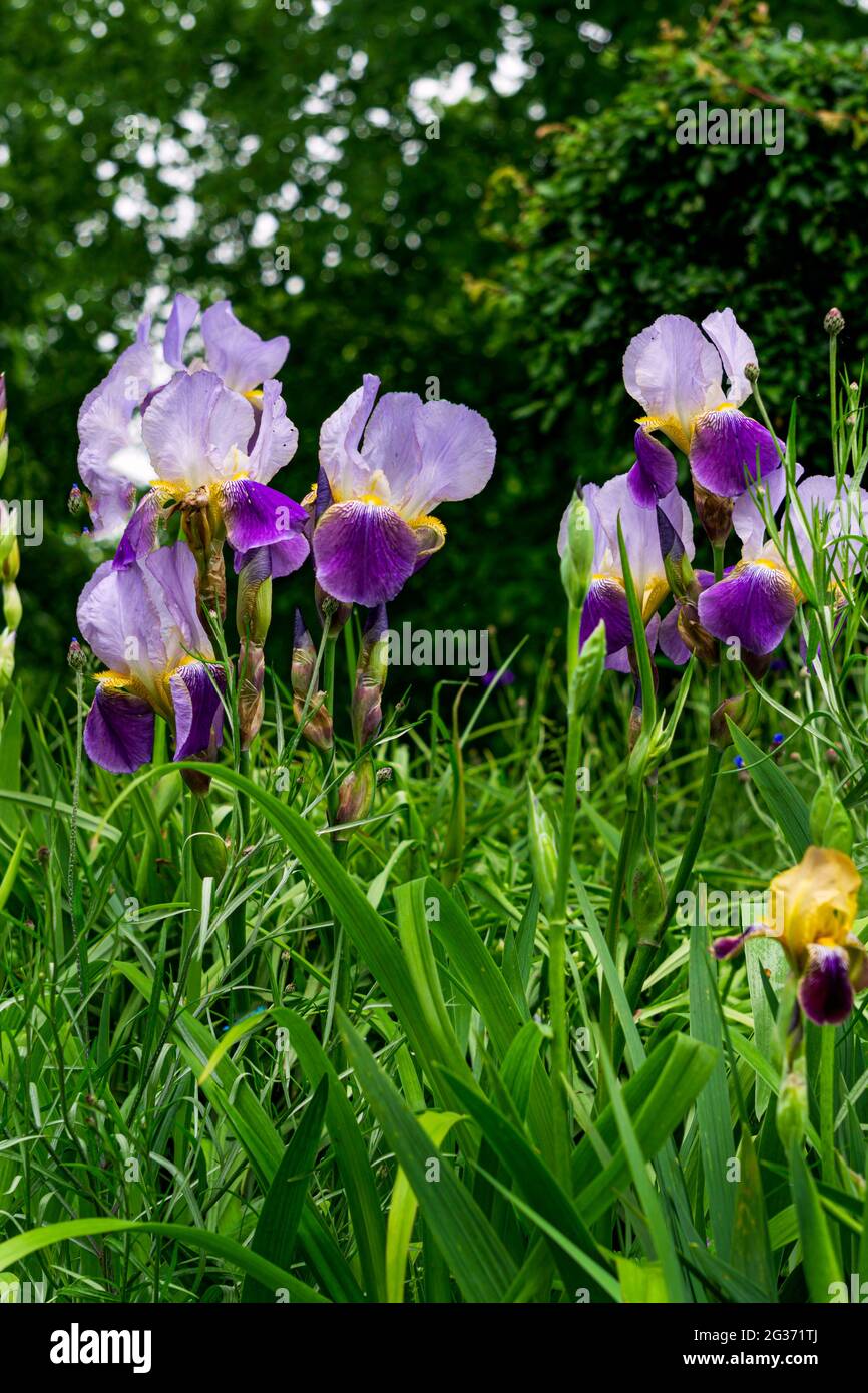 Schöne bunte blühende dekorative Iris auf einem Blumenbeet im Garten an einem sonnigen Tag. Stockfoto