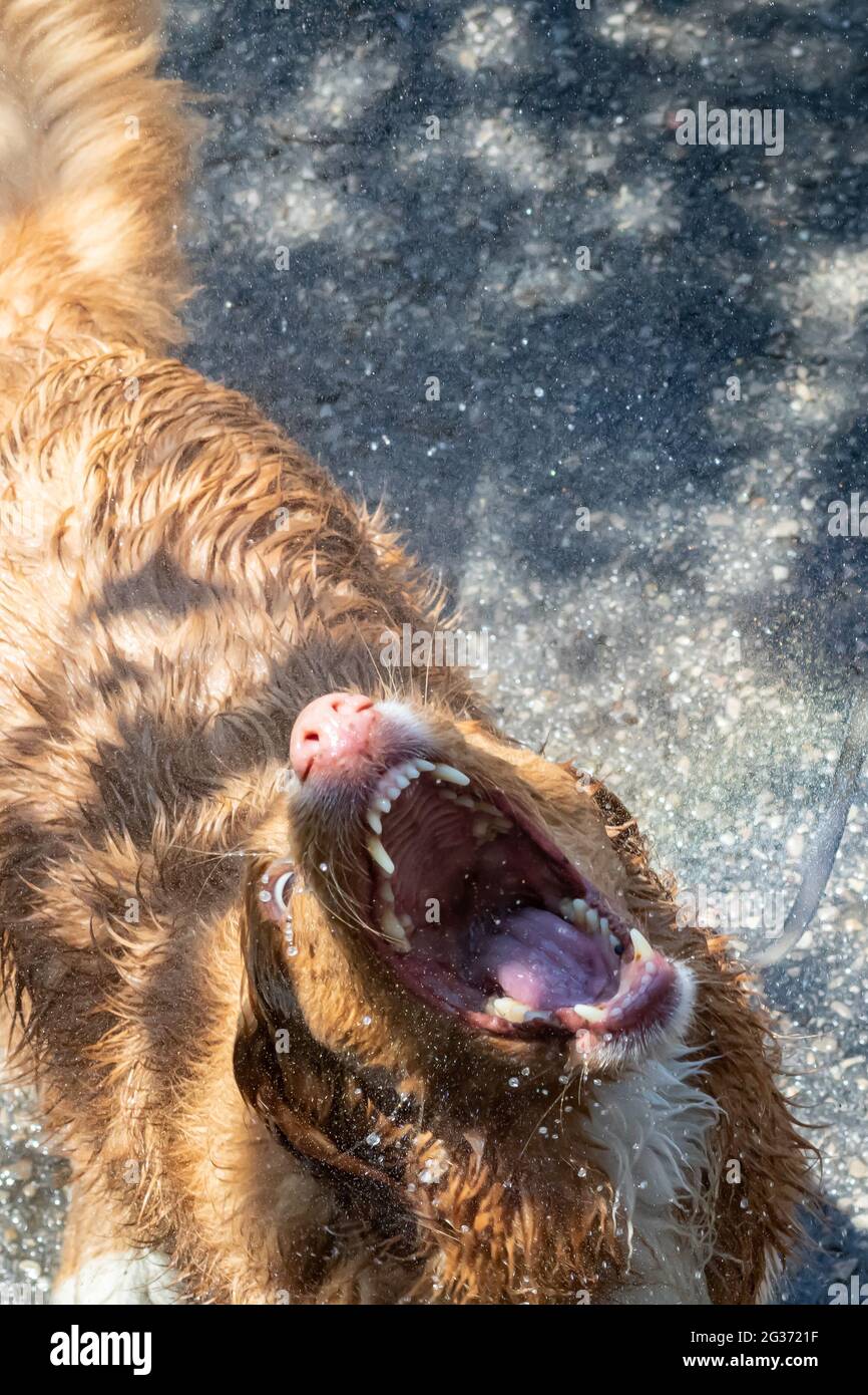 Aus der Nähe von Nova Scotia Duck Tolling Retriever Hund, der Mund und Kiefer weit öffnet, um Wasser aus einem Schlauch zu bekommen. Stockfoto