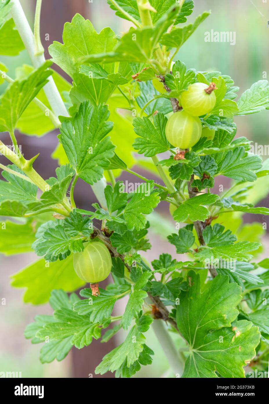 Vertikale Nahaufnahme Makro-Bild von frischen organischen Stachelbeere wächst auf einem Busch an einer Zuteilung oder kleinen Holding , bereit, gepflückt werden , selektiver Fokus c Stockfoto