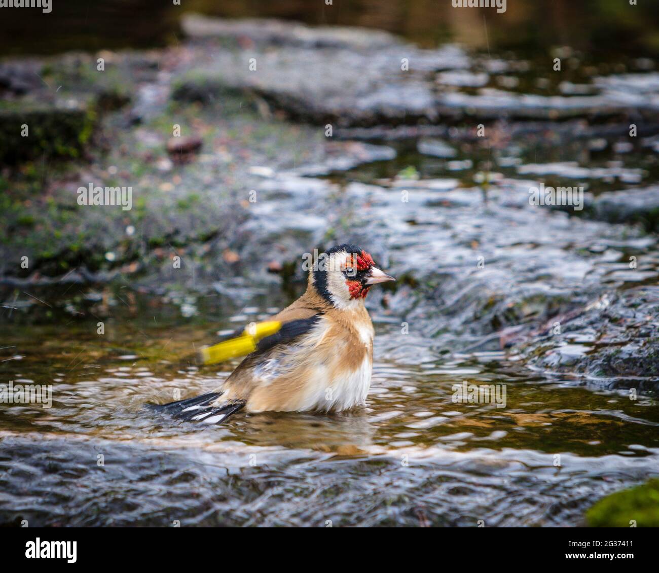 Erwachsener europäischer Goldfink (Carduelis carduelis), der im Bach im englischen Landgarten baden kann. Stockfoto