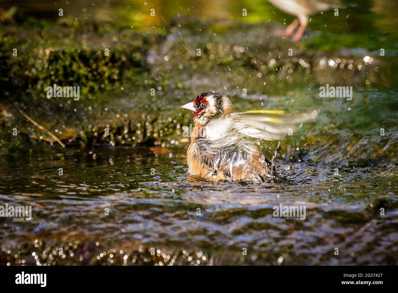 Erwachsener europäischer Goldfink (Carduelis carduelis), der im Bach im englischen Landgarten baden kann. Stockfoto