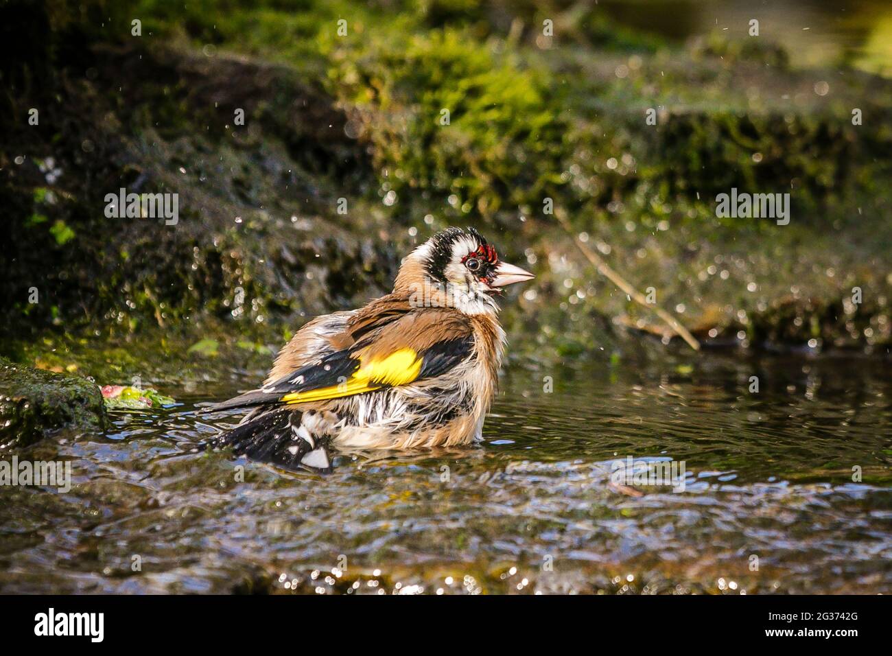 Erwachsener europäischer Goldfink (Carduelis carduelis), der im Bach im englischen Landgarten baden kann. Stockfoto