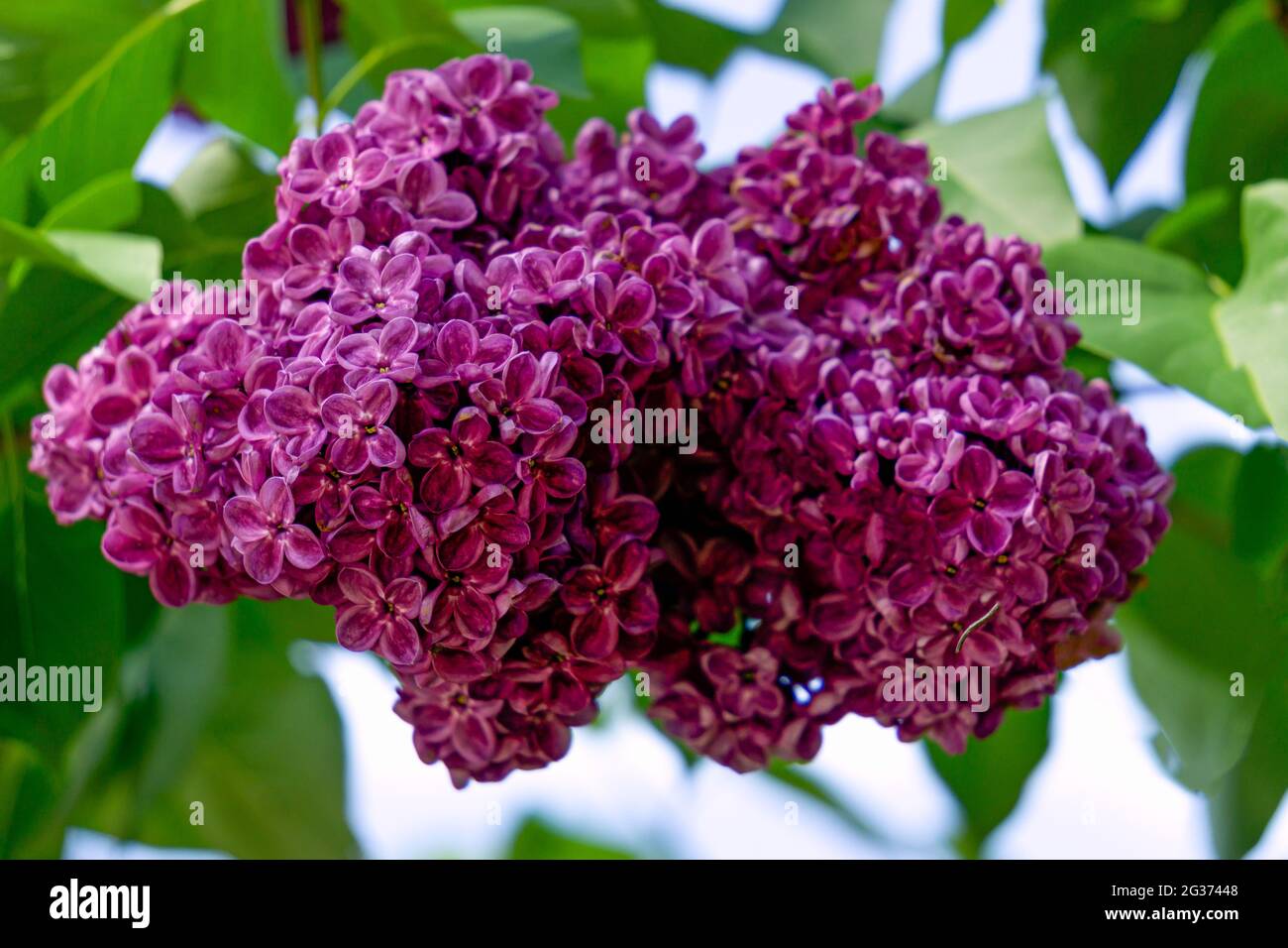 Ein Zweig aus dunkelviolettem Flieder mit großen Blüten. Stockfoto