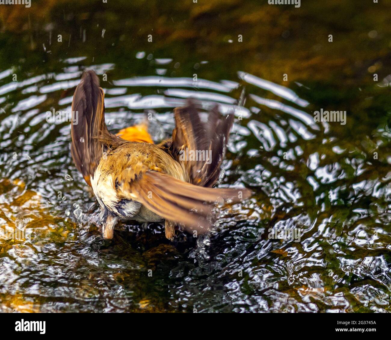 Europäischer Rotkehlchen (Erithacus rubecula), der im Bach im englischen Landgarten baden kann. Stockfoto