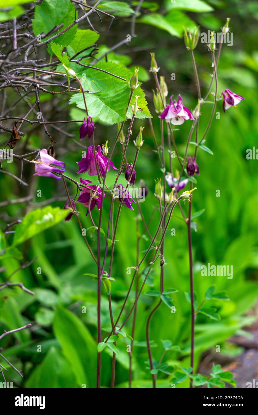 Im Garten blühen Aquilegia-Blüten, die häufig als Einzugsgebiet oder Adler bezeichnet werden. Wird in der Medizin verwendet. Stockfoto