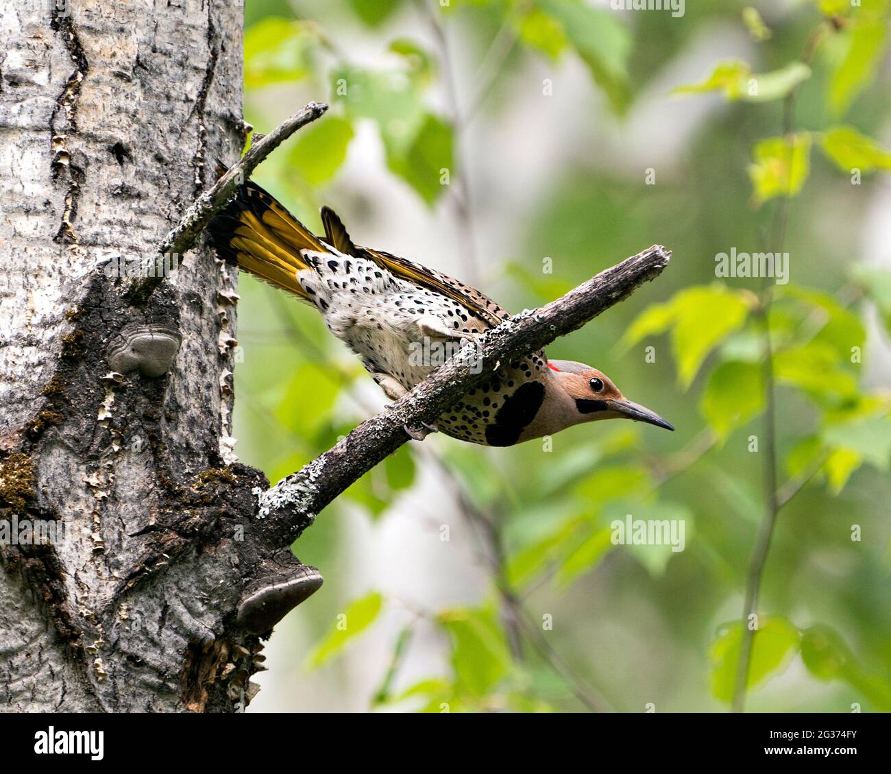 Nahaufnahme eines männlichen Vogels mit nördlichem Flicker, der auf einem Zweig in seiner Umgebung und Umgebung während der Vogelsaison thront und auf einem grünen Rücken verwischt ist Stockfoto