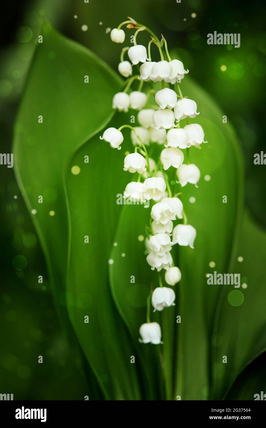 Maiglöckchen mit grünen Blättern aus nächster Nähe. Ein magischer Schein um  weiße Blumen Stockfotografie - Alamy